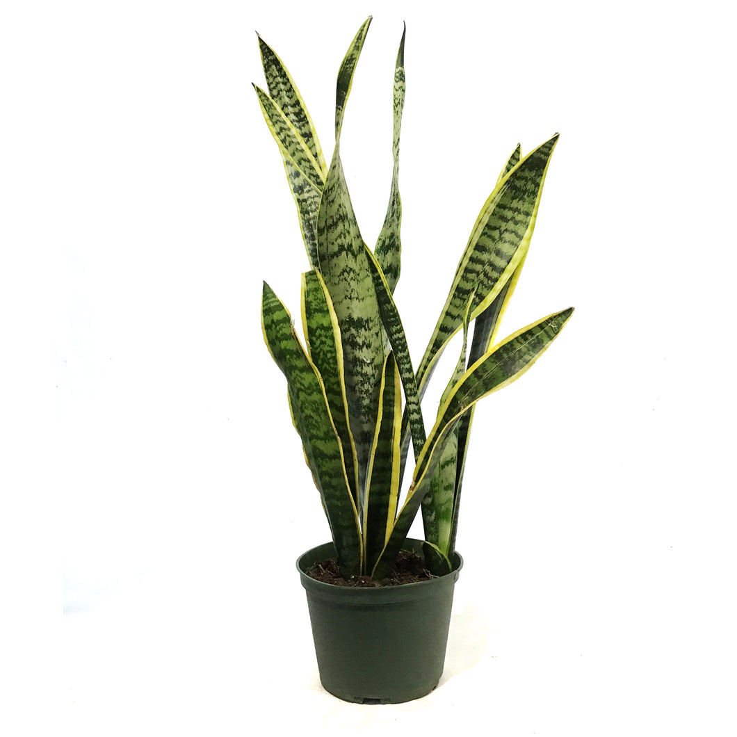 Sansevieria, 6in, Laurentii