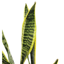 Load image into Gallery viewer, Sansevieria, 6in, Laurentii
