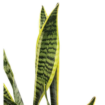 Sansevieria, 6in, Laurentii