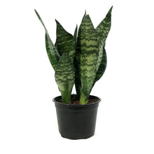 Load image into Gallery viewer, Sansevieria, 6in, Black Coral
