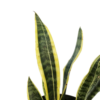 Sansevieria, 10in, Laurentii