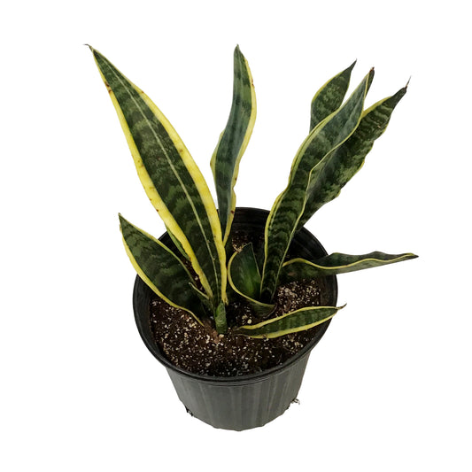Sansevieria, 10in, Laurentii