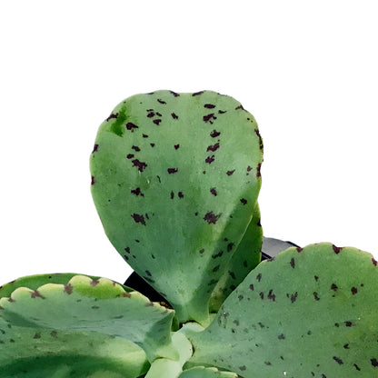 Succulent, 3.5in, Kalanchoe Marnieriana