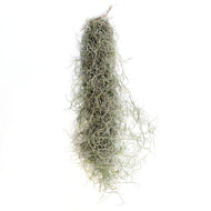 Tillandsia Usenoides, 'Spanish Moss'