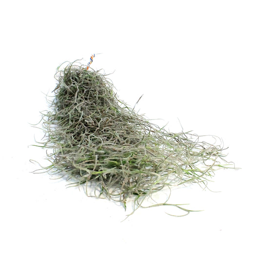 Tillandsia Usenoides, 'Spanish Moss'