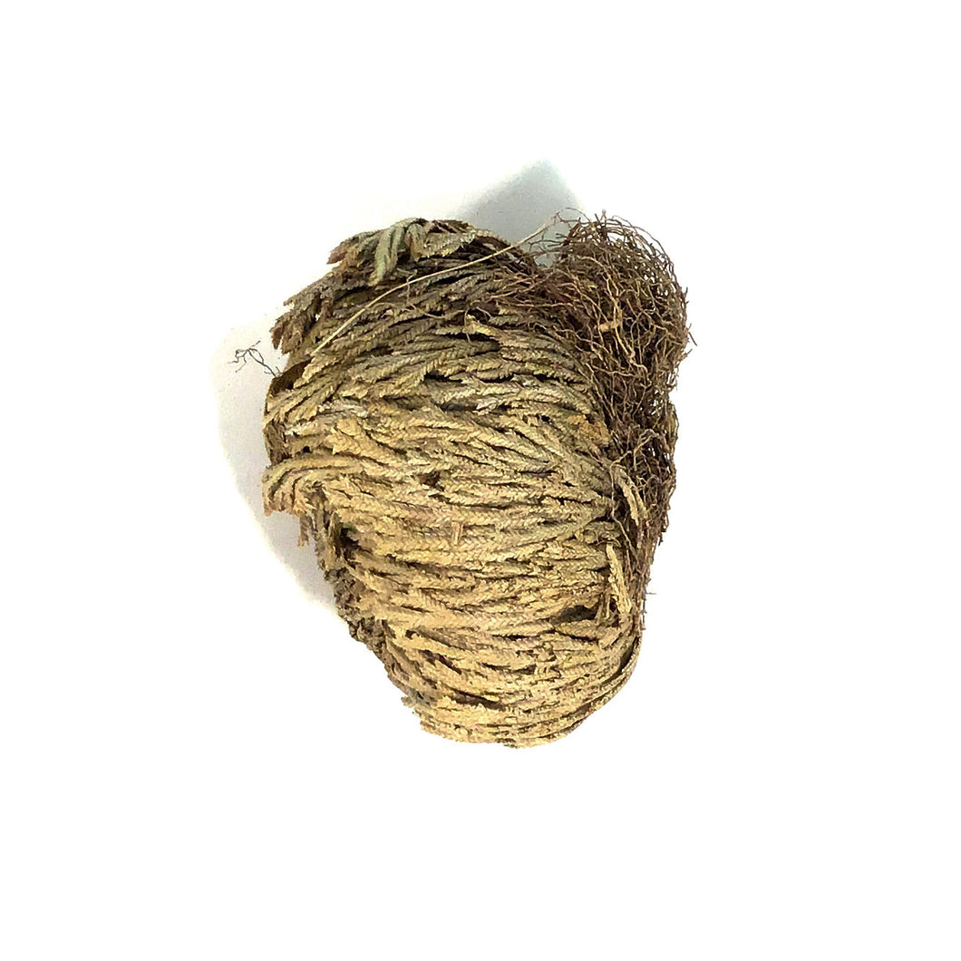 Resurrection Plant, Selaginella lepidophylla