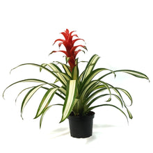 Load image into Gallery viewer, Bromeliad, 6in, Guzmania
