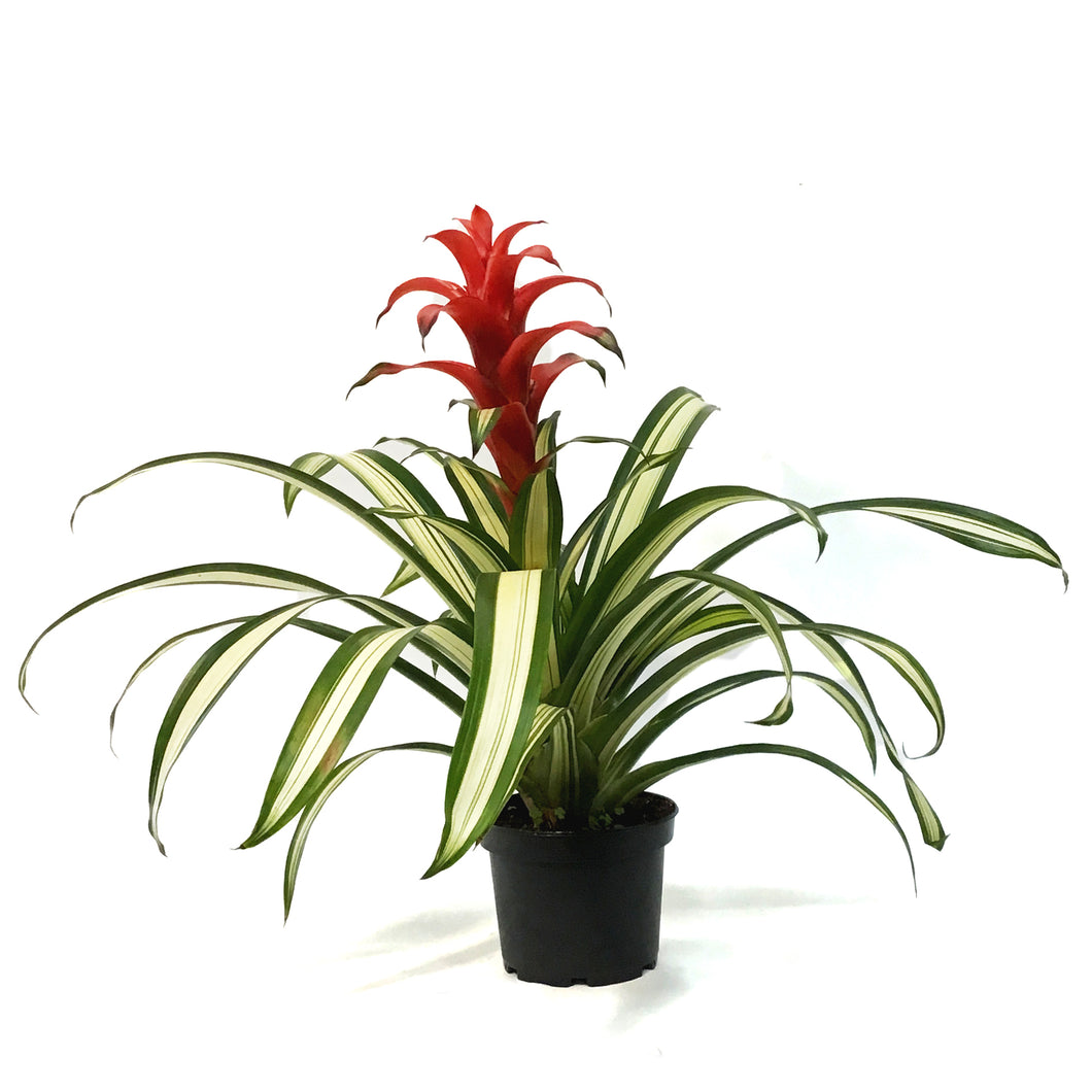 Bromeliad, 6in, Guzmania