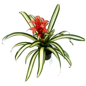 Bromeliad, 6in, Guzmania