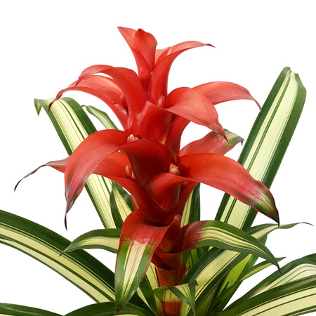 Bromeliad, 6in, Guzmania