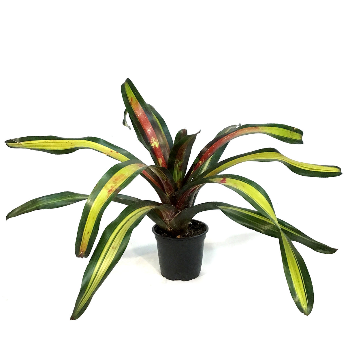 Bromeliad, 4in, Sour Apple