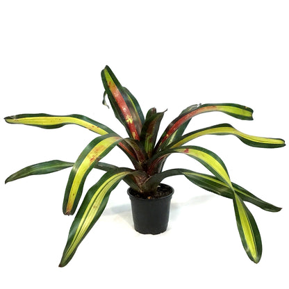 Bromeliad, 4in, Sour Apple