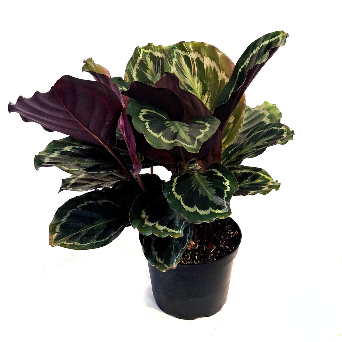 Calathea, 6in, Medallion