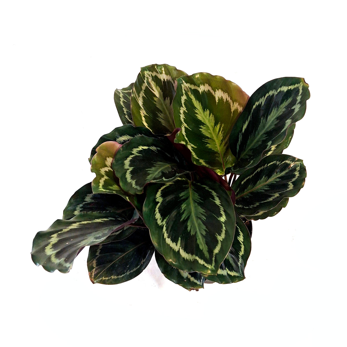 Calathea, 6in, Medallion