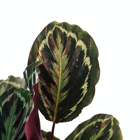 Calathea, 6in, Medallion