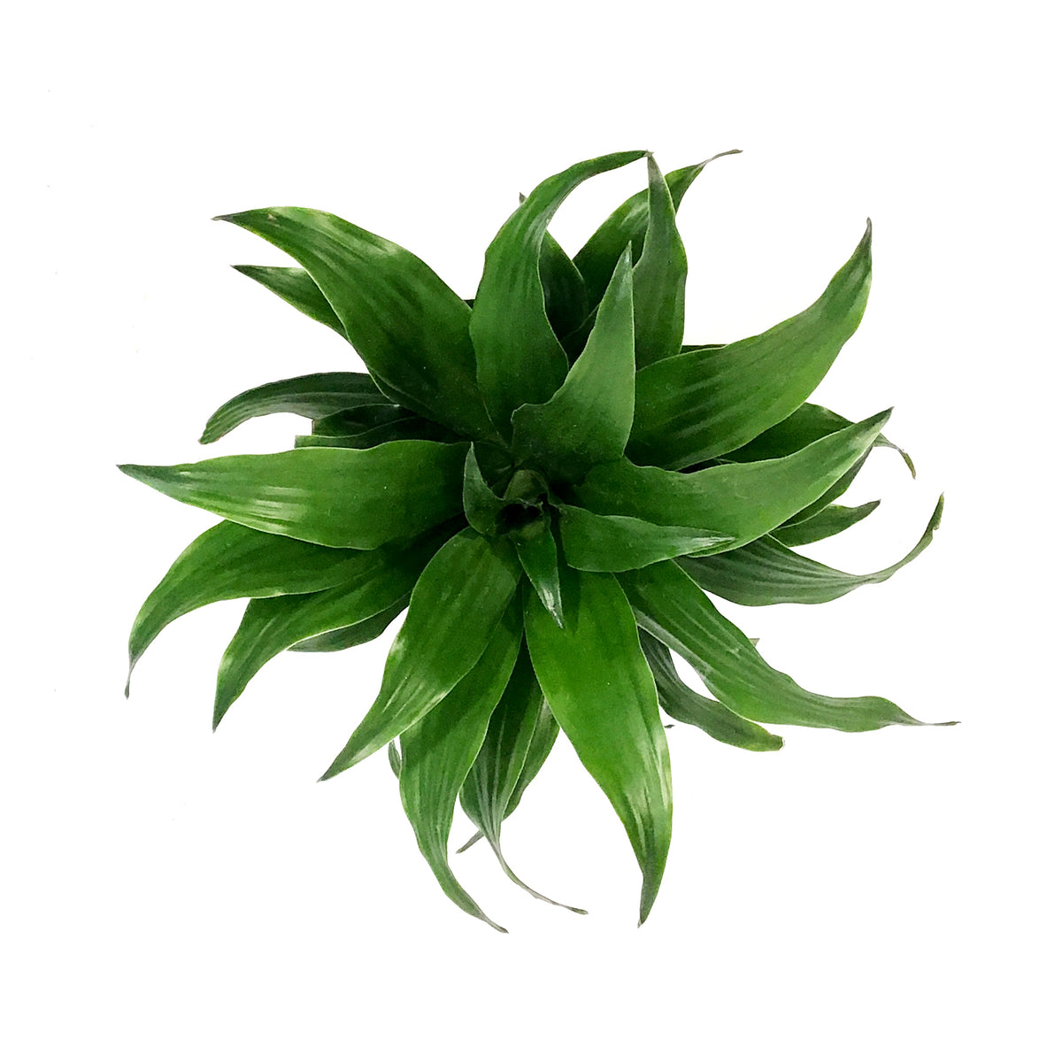 Dracaena, 4in, Janet Craig Compacta