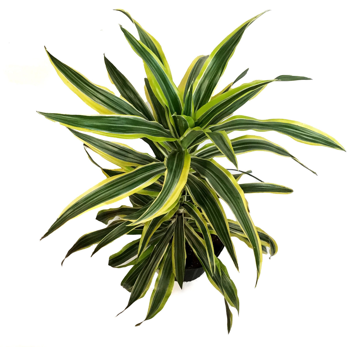 Dracaena, 10in, Lemon Lime