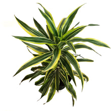 Load image into Gallery viewer, Dracaena, 10in, Lemon Lime

