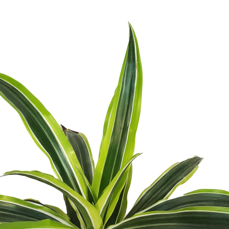 Dracaena, 10in, Lemon Lime