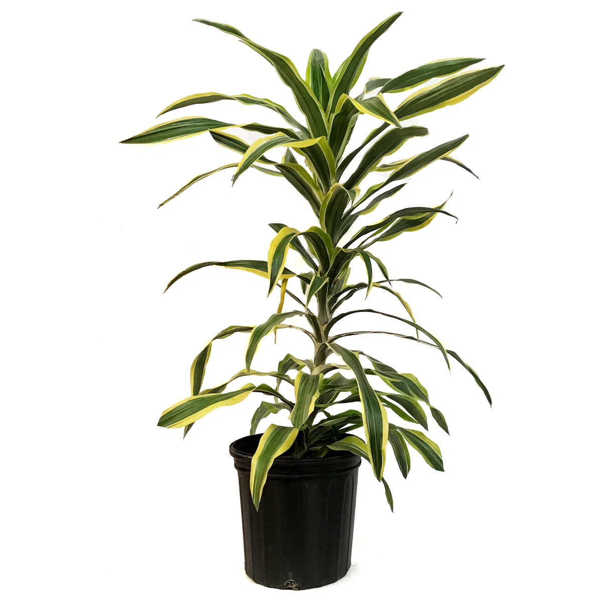 Dracaena, 10in, Lemon Lime