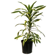 Dracaena, 10in, Lemon Lime