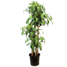 Load image into Gallery viewer, Dracaena, 14in, Mass Cane 5/4/3/2
