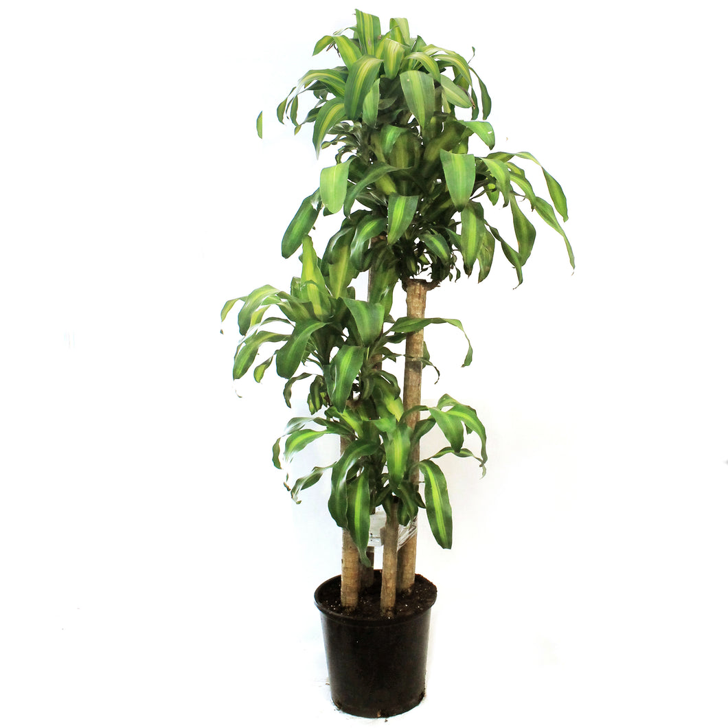 Dracaena, 14in, Mass Cane 5/4/3/2