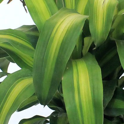 Dracaena, 14in, Mass Cane 5/4/3/2