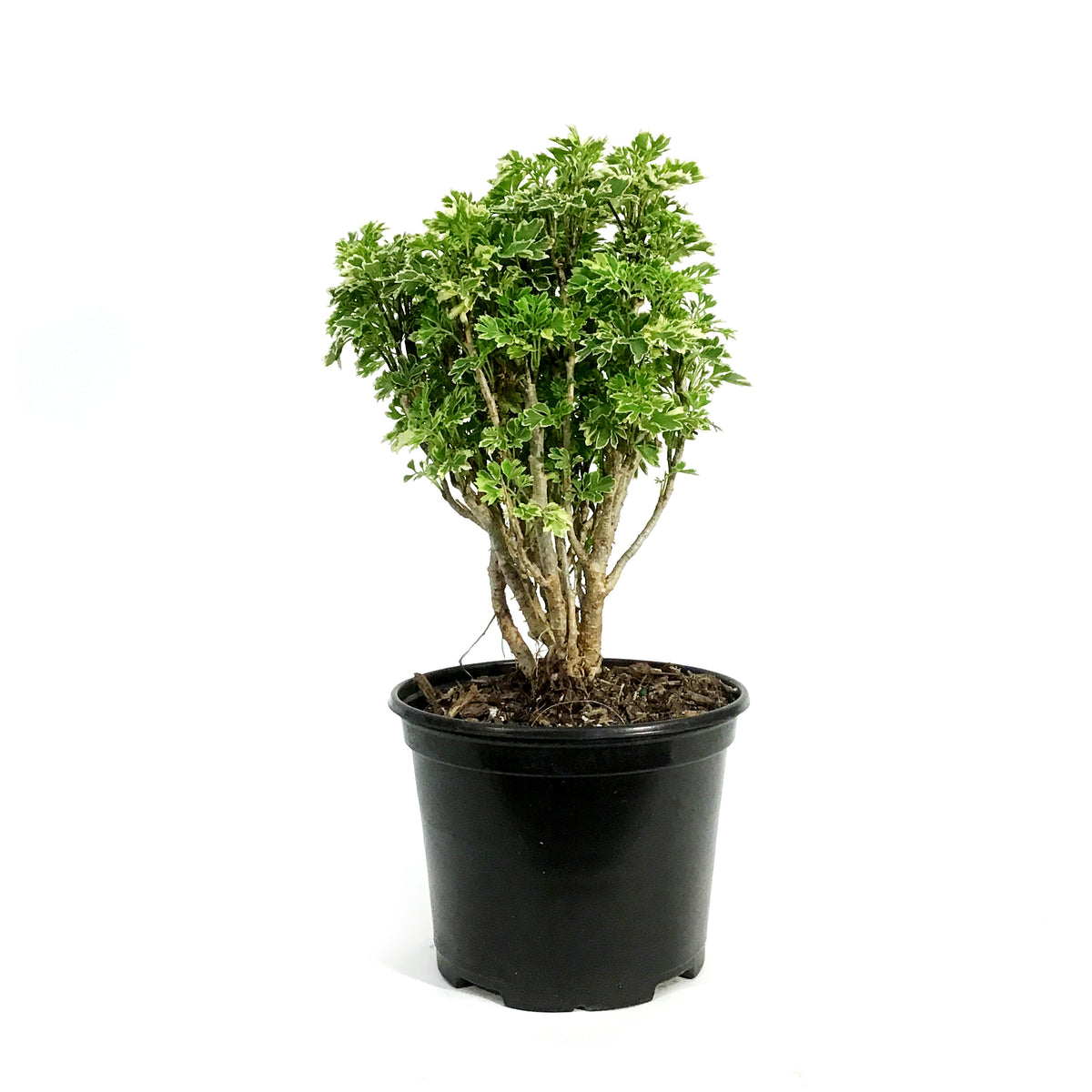 Bonsai, 6in, Aralia Snowflake