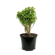 Bonsai, 6in, Aralia Snowflake