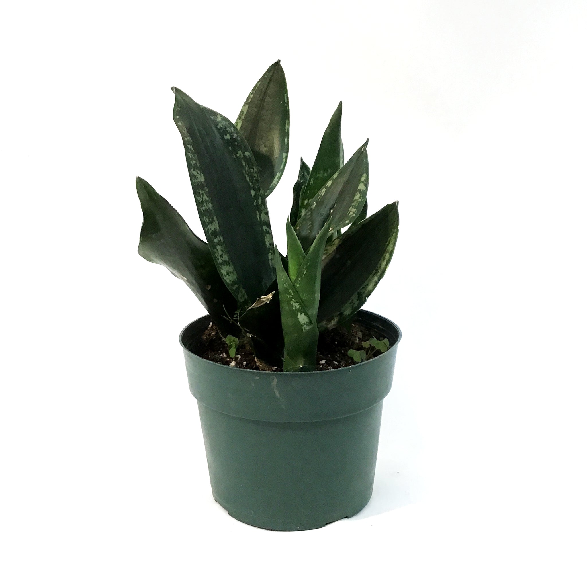 silver flame snake plant Sansevieria, 6in, Silver Flame – Floral Acres Greenhouse & Garden Centre