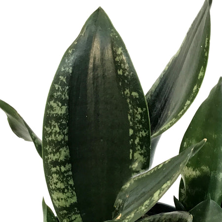 Sansevieria, 6in, Silver Flame