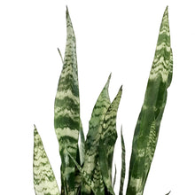 Load image into Gallery viewer, Sansevieria, 10in, Black Coral

