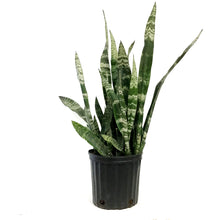 Load image into Gallery viewer, Sansevieria, 10in, Black Coral
