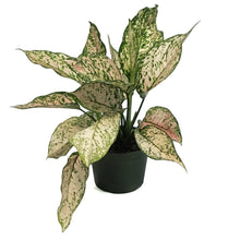 Load image into Gallery viewer, Aglaonema, 6in, Etta Rose
