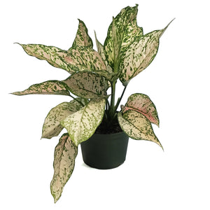 Aglaonema, 6in, Etta Rose