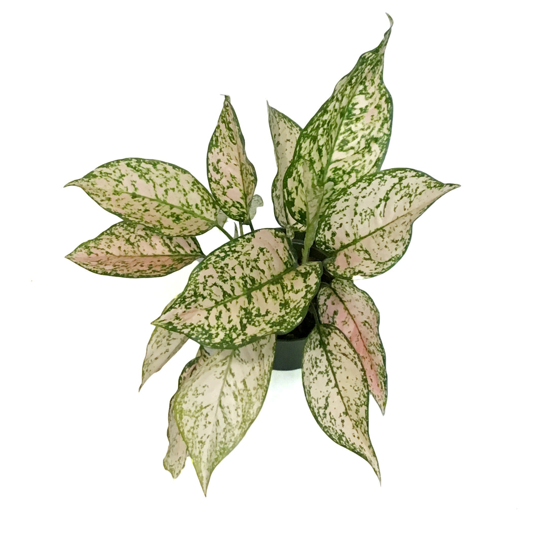 Aglaonema, 6in, Etta Rose