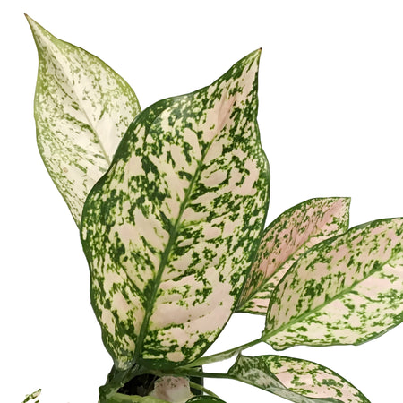 Aglaonema, 6in, Etta Rose