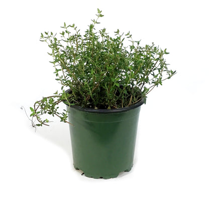 Herb, 4in, Thyme, Faustinoi