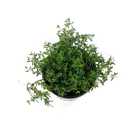 Herb, 4in, Thyme, Faustinoi