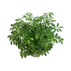 Schefflera, 6in, Arboricola Green Mini