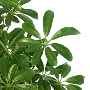 Schefflera, 6in, Arboricola Green Mini