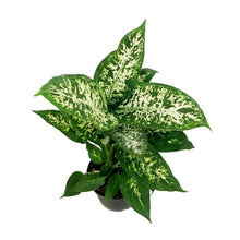 Load image into Gallery viewer, Dieffenbachia, 6in, Perfection Compacta
