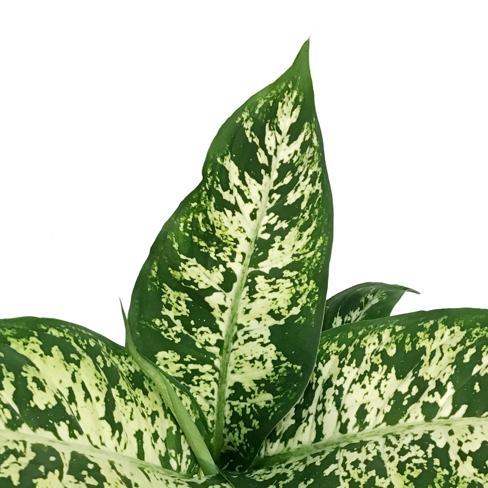 dieffenbachia perfection compacta Dieffenbachia, 6in, Perfection Compacta – Floral Acres Greenhouse & Garden  Centre