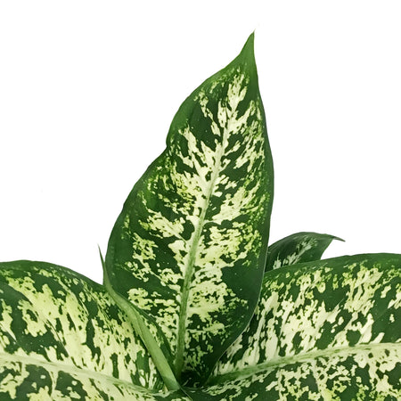 Dieffenbachia, 6in, Perfection Compacta