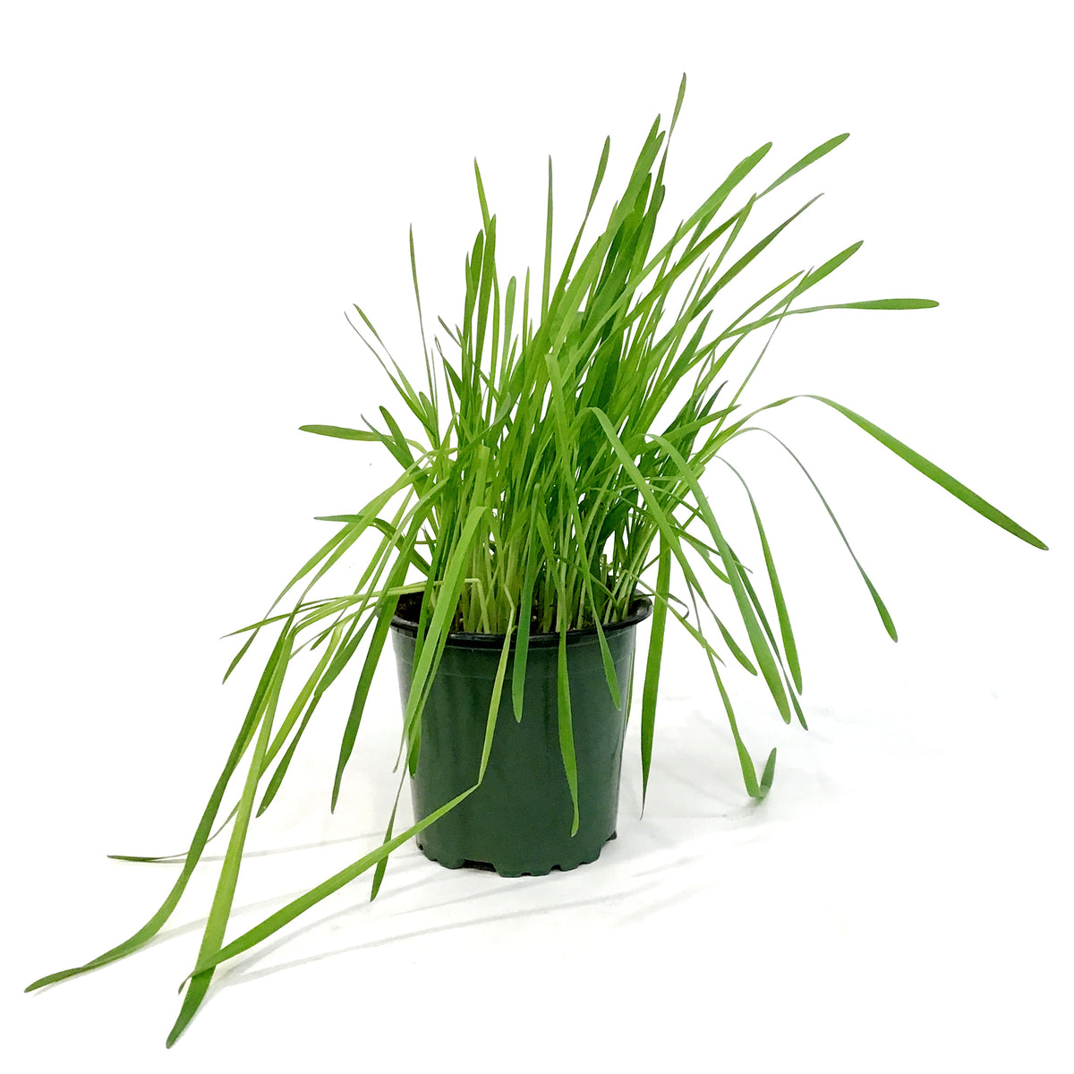 Herb, 4in, Cat Grass