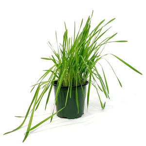 Herb, 4in, Cat Grass