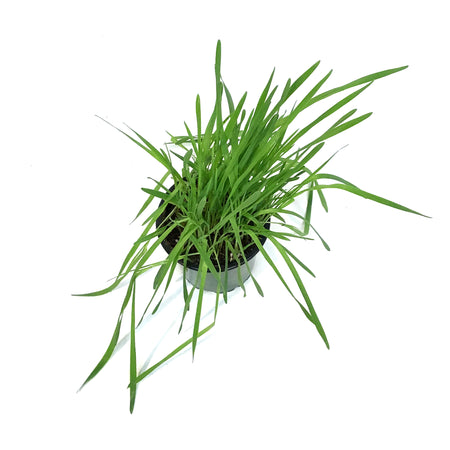 Herb, 4in, Cat Grass