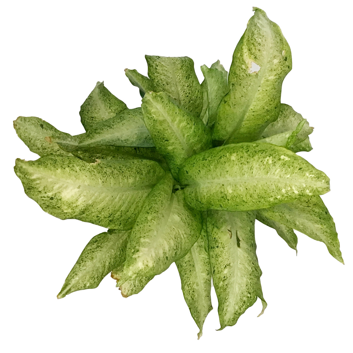 Dieffenbachia, 10in, Camouflage