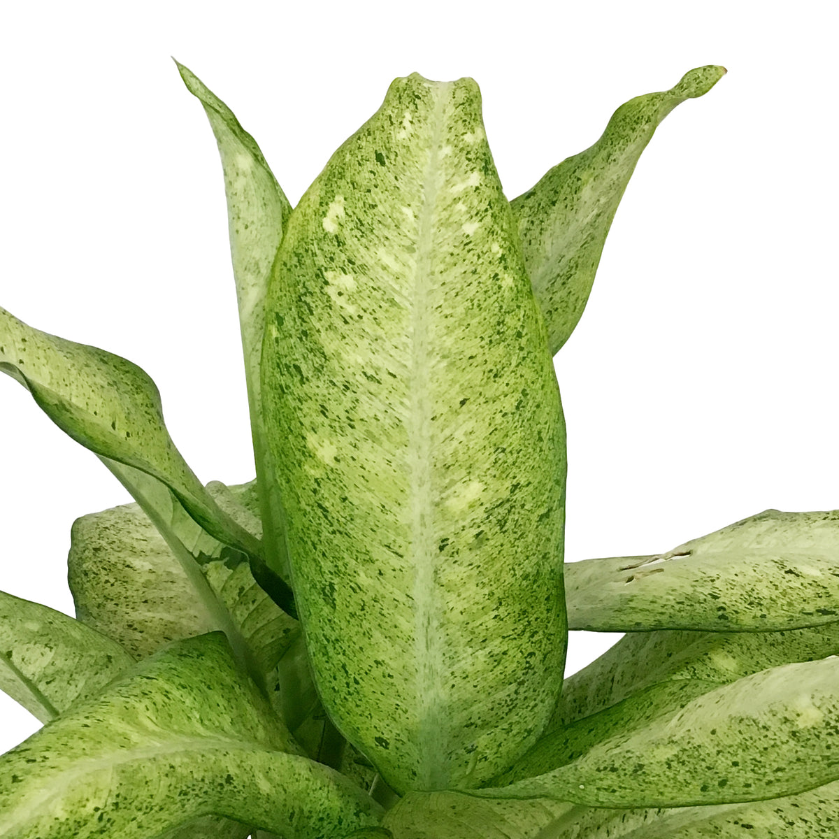 Dieffenbachia, 10in, Camouflage